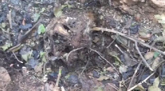 ଦେବ୍ରିଗଡ ଅଭୟାରଣ୍ୟରେ ମହାବଳ ନୁହେଁ କଲରାପତରିଆ ବାଘ ମରିଛି : ପିସିସିଏଫ