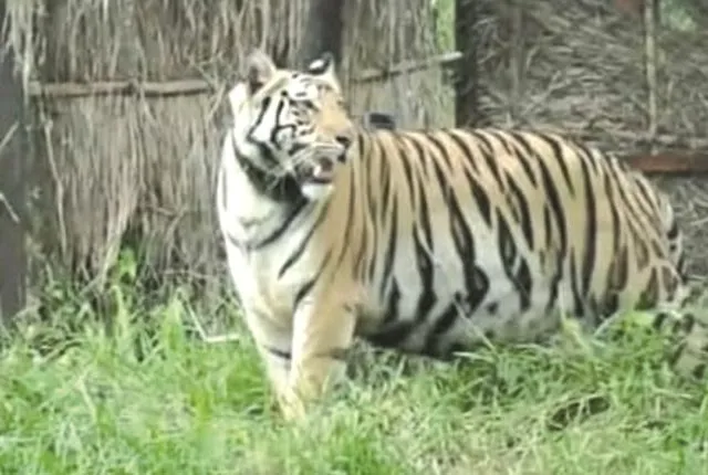 ନରସିଂହପୁରରେ ‘ସୁନ୍ଦରୀ’ ଆତଙ୍କ : ବସ୍ତାନିରେ ଡୋରି, ସ୍କୁଲ ମାଡ଼ୁନାହାନ୍ତି ପିଲା