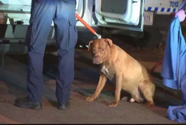 ପତ୍ନୀଙ୍କୁ ପୋଷା କୁକୁର ସହ ଘରେ ଛାଡି ୧୫ ମିନିଟ୍‌ ପାଇଁ ବାହାରକୁ ଯାଇଥିଲେ ପତି, ଘରକୁ ଫେରିଲା ବେଳକୁ ତାଙ୍କର ସବୁ କିଛି ସରି ଯାଇଥିଲା 