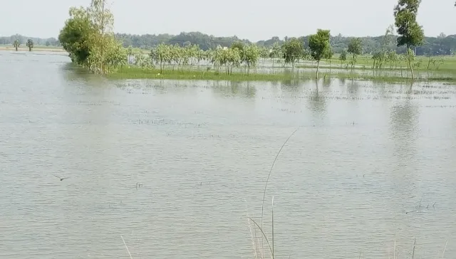 ତିତଲି ପ୍ରଭାବରେ ହୋଇଥିବା ଲଗାଣ ବର୍ଷାରେ ବାଲିପାଟଣା ଅଞ୍ଚଳର ଶହ ଶହ ଏକର ଚାଷ ଜମି ପାଣିରେ ବୁଡି ରହିଛି।