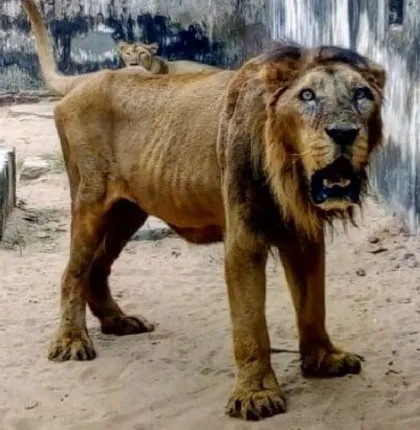 ନନ୍ଦନକାନନ‌େର ସିଂହ ‘ପିଛାନ୍’ ଗୁରୁତର