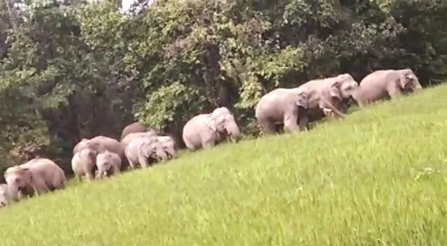 ନୀଳଗିରି ମୁହାଁ ଝାଡଖଣ୍ଡୀ ହାତୀପଲ