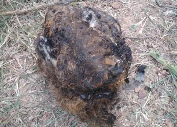 ବରଗଡ଼: ବାଘ ମୃତ୍ୟୁ ଘଟଣାରେ ଦୁଇ ବନ କର୍ମଚାରୀ ନିଲମ୍ବିତ