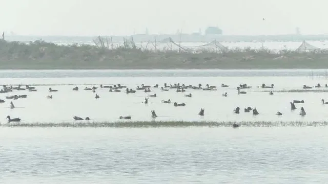 ଚିଲିକାରେ ଜମିଲାଣି ବିଦେଶୀ ପକ୍ଷୀଙ୍କ ଭିଡ଼