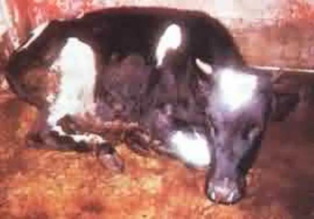 ଏବେ ଚେତା ପଶିଲା : ଭୁବନପୁର ଗ୍ରାମରେ ଜିଲ୍ଲା ପଶୁ ସଂପଦ ବିଭାଗ ଅଧିକାରୀ ଦଳ