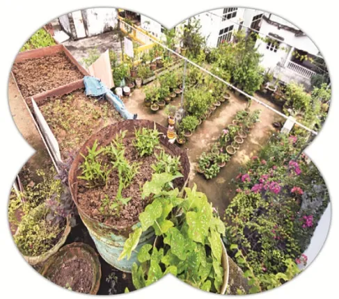 ହାତ ପାହାନ୍ତାରେ ତାଜା ପରିବା : କିଚେନ ଗାର୍ଡେନ