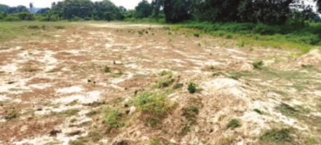 ଚାଷଜମିକୁ ମାଡୁନି ଚିପିଲିମା ଡିଷ୍ଟ୍ରିବ୍ୟୁଟାରି ପାଣି : ନଷ୍ଟ ହେବାକୁ ବସିଲାଣି ତୁଲୁଣ୍ତିର ୧୫୦ ଏକର ଫସଲ