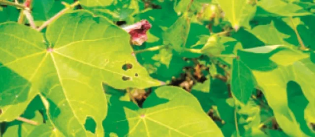 ସଂକଟରେ ଧଳାସୁନା :  ରୋଗପୋକ ଯୋଗୁଁ ଚାଷୀ ମୁଣ୍ଡରେ ଚଡ଼କ