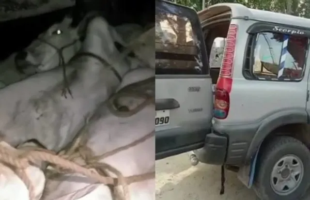 ରାଜସ୍ଥାନ: ଭରତପୁରରେ ଗୋରୁ ଚାଲାଣ, ପୁଲିସ ଗୁଳିରେ ଛତ୍ରଭଙ୍ଗ ଦେଲେ ଚାଲାଣକାରୀ, ୪ ଗୋ-ମାତା ଉଦ୍ଧାର