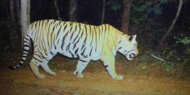 ନିଦ ହଜାଇଲେଣି ବାଘ : ଦେବ୍ରିଗଡ଼ରେ କାହାର ମୃତ୍ୟୁ, ମହାବଳ ନା କଲରାପତରି ବାଘ ?