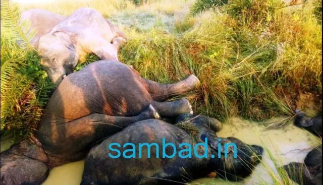 ଢେଙ୍କାନାଳ କମଳାଙ୍ଗଠାରେ ୭ ହାତୀ ମୃତ୍ୟୁ ଘଟଣା: ବନ ବିଭାଗର ୨ ଅଧିକାରୀ ଓ ଫରେଷ୍ଟ ଗାର୍ଡ ନିଲମ୍ବିତ