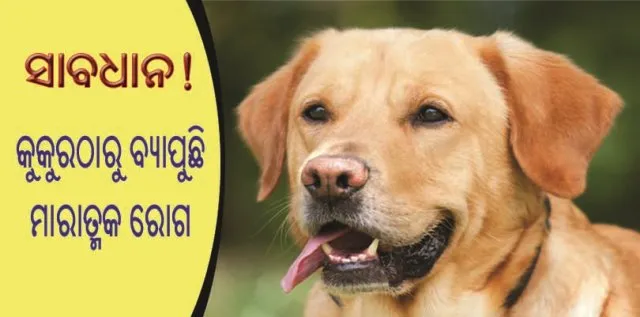 କୁକୁରଠାରୁ ବ୍ୟାପୁଛି ଯକୃତ ଏବଂ ଫୁସ୍‌ଫୁସ୍‌କୁ ଅକାମୀ ପରି ମାରାତ୍ମକ ରୋଗ!