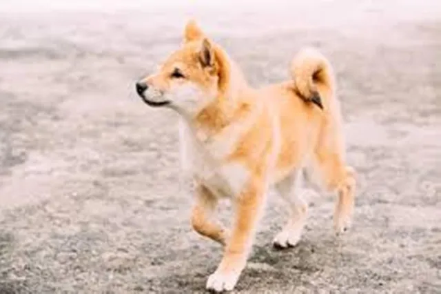 ପୋଷା କୁକୁର ପାଇଁ ମାଲିକ ସାଜିଲା ହତ୍ୟାକାରୀ