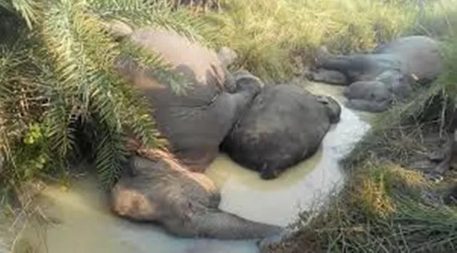 ହାତୀ ମୃତ୍ୟୁ ମାମଲା: ‘ସେସୁ’କୁ କୋଟିଏ ଟଙ୍କା ଜରିମାନା କଲା ଏନ୍‌ଜିଟି