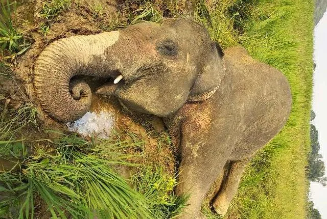 ଦୁଇ ଦିନରେ ତିନି ହାତୀଙ୍କ ମୃତ୍ୟୁ