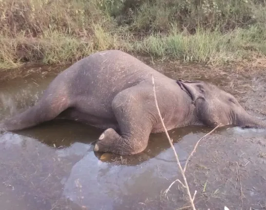 ହାତୀ ମାରିଲା, ହାତୀ ମଲା