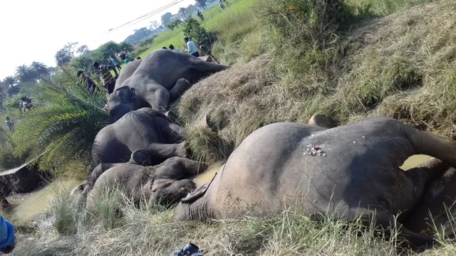 ହାତୀ-ମଣିଷ ଲଢ଼େଇ : ‌ଢେଙ୍କାନାଳରେ ସର୍ବାଧିକ