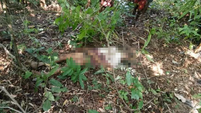 ଅନୁଗୁଳ: ହାତୀ ଆକ୍ରମଣରେ ଜଣେ ମୃତ