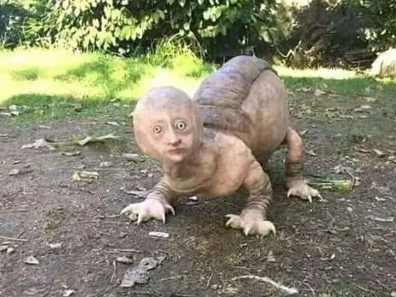 ଭାଇରାଲ ହେବାରେ ଲାଗିଛି ଏହି ଭୟଙ୍କର ଜୀବର ଫଟୋ ! ରାତିରେ ଘରୁ ବାହାରିବାକୁ ଡ଼ରୁଛନ୍ତି ଲୋକେ