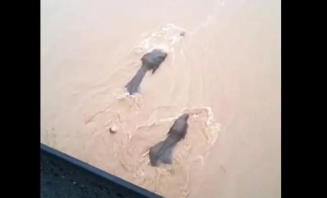 ମହାନଦୀରେ ଭାସିଗଲେ ହାତୀପଲ୍ଲ: ୭ ପହଞ୍ଚିିଲେ ଡମପଡ଼ାରେ, ୫ ନରାଜ ଆଡେ