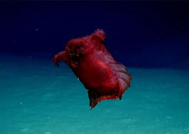 ଦୁଲର୍ଭ ‘ହେଡଲେସ୍‌ ଚିକେନ୍‌ ରାକ୍ଷସ’ର ଚିତ୍ରୋତ୍ତଳନ ସମ୍ଭବ ହେଲା