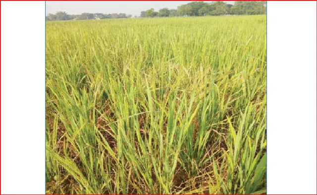 ବାଳୁଙ୍ଗା ହେଲା ସରକାରୀ ବିହନ: ବ୍ୟାପୁଛି କେଣ୍ତା ମହିଷା ଓ ମାଟିଆଗୁଣ୍ତି ପୋକ