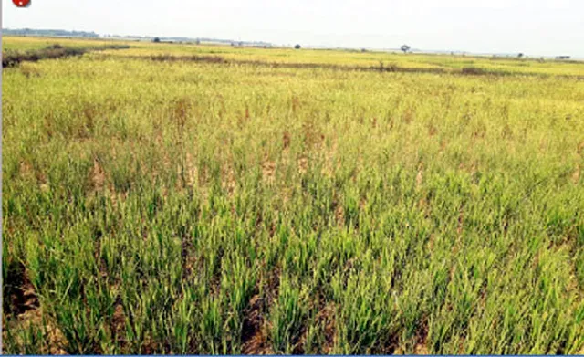 କୋଟପାଡରେ ସମ୍ଭାବ୍ୟ ମରୁଡ଼ି ପରିସ୍ଥିତି, ଚିନ୍ତାରେ ଚାଷୀ