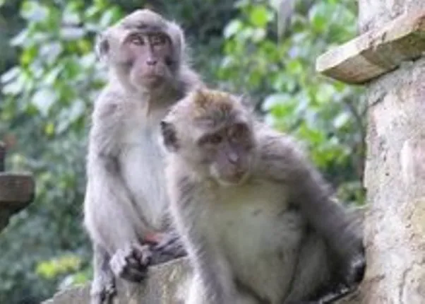 ମାଙ୍କଡ଼ କାମୁଡ଼ାରେ ହବିଷ୍ୟାଳି ଗୁରୁତର