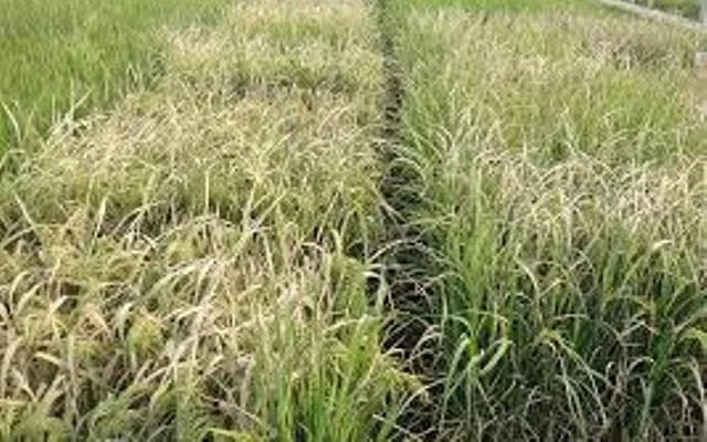 ଖପ୍ରାଖୋଲ ବ୍ଲକରେ ପାଣି ଅଭାବରୁ ମରୁଡ଼ିର ଆଶଙ୍କା