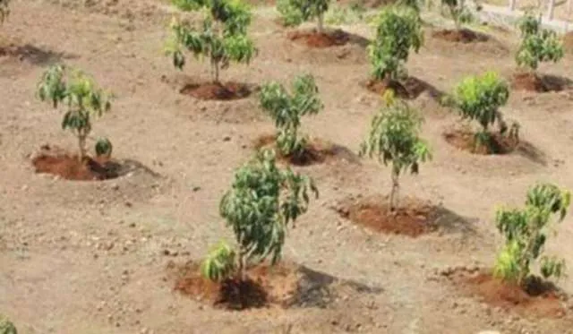 ସରକାରଙ୍କ ଗଛ ପ୍ରୀତି ଏମିତି : ଚାରା ପୋତି ଛାଡ଼ିଦେଲେ, ୫୫ ହଜାର ଫଳନ୍ତି ଚାରା ନିଷ୍ଫଳା