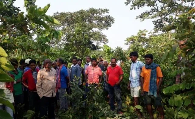 ରାଉରକେଲା: ହାତୀ ଉତ୍ପାତରେ ଜଣେ ମୃତ; ସରକାରୀ କରତକଳରେ ୧୦ ହାତୀ