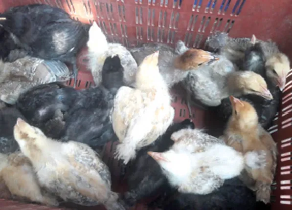 ଚକଡ଼ା ପାଇଁ କୁକୁଡ଼ା:୫ ହଜାର ପରିବାରକୁ ମିଳିବ ଅଢ଼େଇ ଲକ୍ଷ ଚିଆଁ