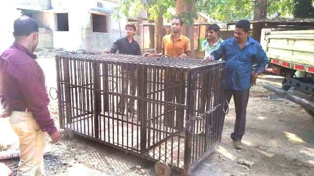 ଜଙ୍ଗଲକୁ ଛୁ’ ମାରିଲା ‘ସୁନ୍ଦରୀ’ : ଆସିଲା ସ୍ବୟଂଚାଳିତ ଯନ୍ତା, ମଧ୍ୟପ୍ରଦେଶରୁ ପହଞ୍ଚିଲେ ୩ଟି ଟିମ୍