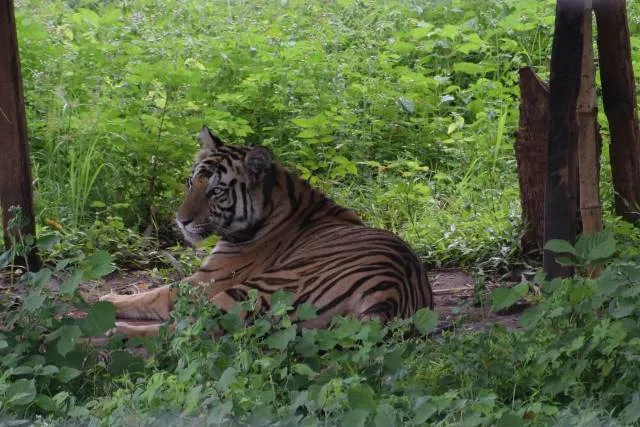 ଶିକାରୀ ଆକ୍ରମଣରେ ମହାବଳ ମହାବୀର ମରିଛି, ତଦନ୍ତକାରୀ ଅଧିକାରୀ ତଥ୍ୟ ଲୁଚାଇଛନ୍ତି : ପିସିସିଏଫଙ୍କୁ ଚିଠି ଲେଖିଲା ଏନଟିସିଏ