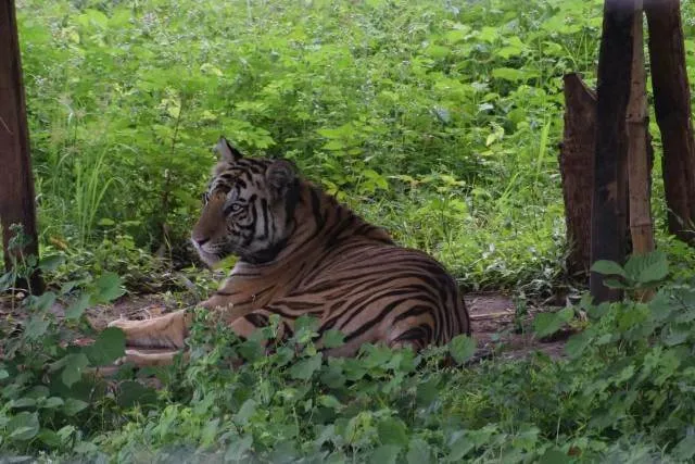 କୁମ୍‌କି ହାତୀ ବିନା ଚାଲିଛି ଅଭିଯାନ : ୭୨ ଘଣ୍ଟା ହେ‌ଲା ଧରା ଦେଉନି ‘ସୁନ୍ଦରୀ’