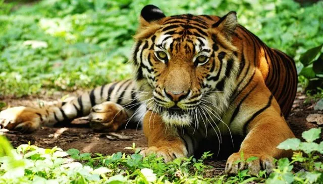 ମହାନଦୀ ବନ୍ୟପ୍ରାଣୀ ଡିଭିଜନ୍‌ରେ ଛଡ଼ାଯିବ ବାଘ