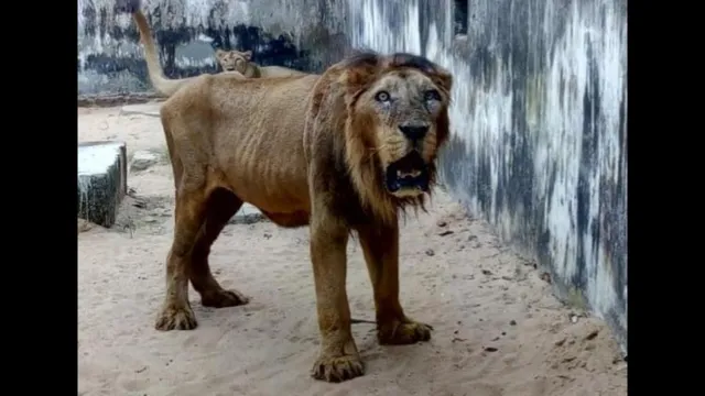 ପୂର୍ବରୁ ଦୁଇ ସିଂହଙ୍କ ମୃତ୍ୟୁ ହୋଇଥିବା ଏବେ ନନ୍ଦନକାନନରେ ଆଉ ଏକ ସିଂହ ଅସୁସ୍ଥ