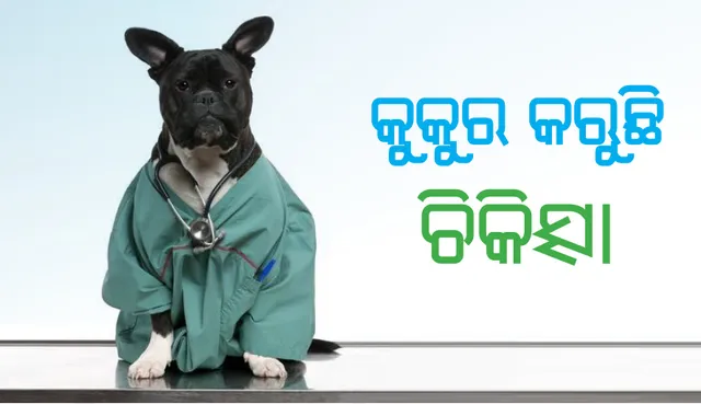 ଏଠାରେ ଡାକ୍ତର ନୁହନ୍ତି , କୁକୁର କରୁଛି ଚିକିତ୍ସା