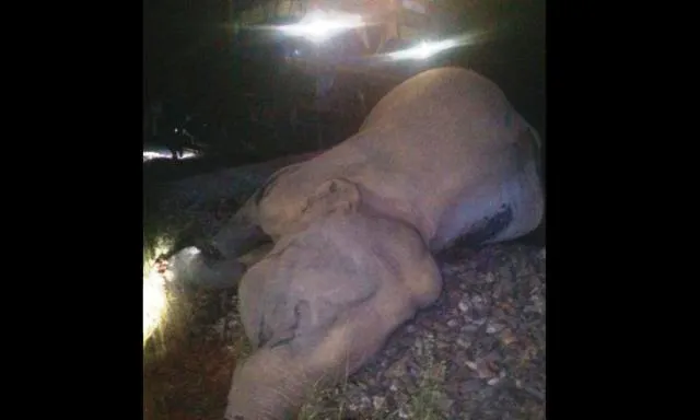 କେନ୍ଦୁଝର: ମାଲଗାଡ଼ି ଧକ୍କାରେ ହାତୀର ମୃତ୍ୟୁ, ଡ୍ରାଇଭର ନାମରେ ମାମଲା ରୁଜୁ କଲା ବନବିଭାଗ