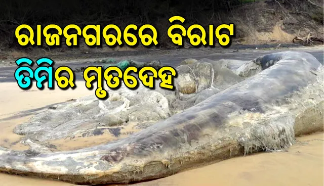 ରାଜନଗର ନିକଟ ସମୁଦ୍ର କୂଳରେ ୬୦ ଫୁଟର ମୃତ ତିମି ଉଦ୍ଧାର