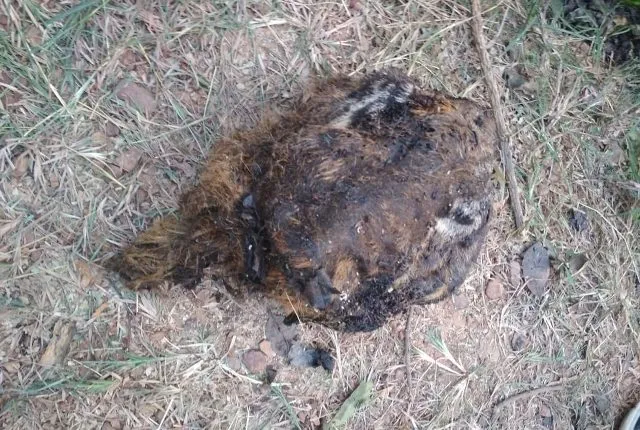 ଡେବ୍ରିଗଡ଼ ଜଙ୍ଗଲରେ ମହାବଳ ବାଘ ଶିକାର ଘଟଣାରେ ଅଭିଯୁକ୍ତ ଶିକାରୀକୁ ରିମାଣ୍ଡରେ ନେବ କ୍ରାଇମବ୍ରାଞ୍ଚ ଏସ୍‌ଟିଏଫ୍‌