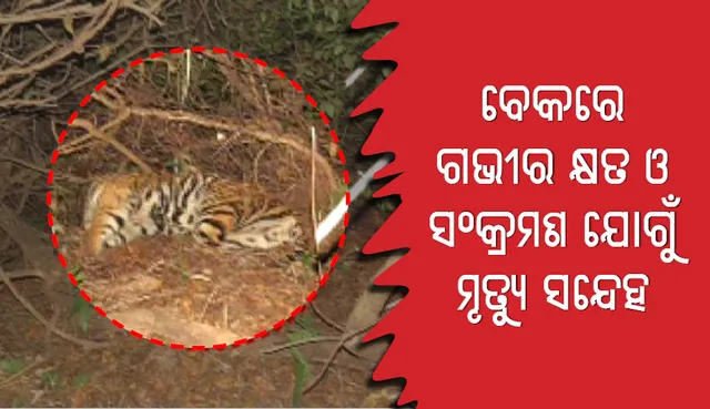 ବେକରେ ଆଘାତ ଓ ସଂକ୍ରମଣରେ ମରିଛି ସାତକୋଶିଆର ମହାବଳ ବାଘ!