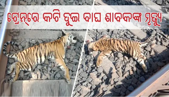 ଟ୍ରେନ୍‌ରେ କଟି ଦୁଇ ବାଘ ଶାବକଙ୍କର ମୃତ୍ୟୁ