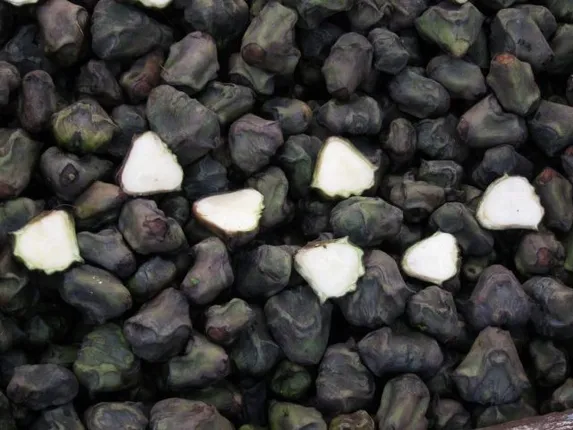 ଶୀତ ଋତୁରେ କାହିଁକି ପାଣି ସିଙ୍ଗଡା ଖାଇବା ଉଚିତ ?