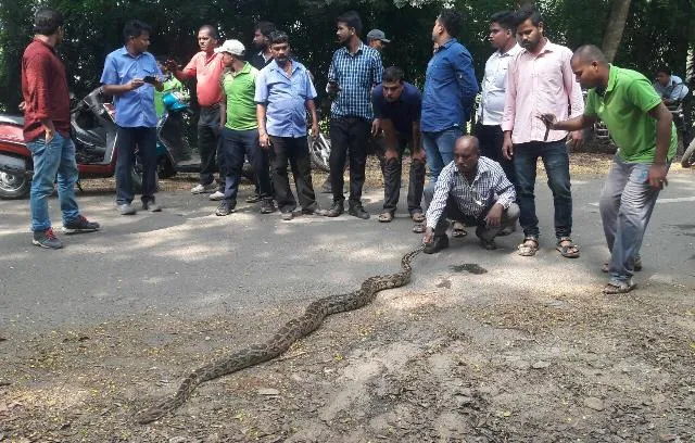 ଗଲ୍ଫ କ୍ଲବ୍‌ରେ ଅଜଗର