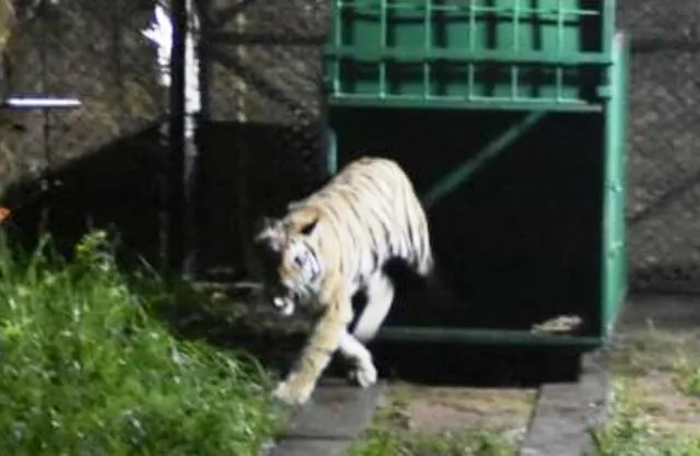 ନନ୍ଦନକାନନକୁ ଆସିବନି ବାଘୁଣୀ ‘ସୁନ୍ଦରୀ’, ଏବେ ବାଘୁଣୀ ରହିବ କେଉଁଠି?