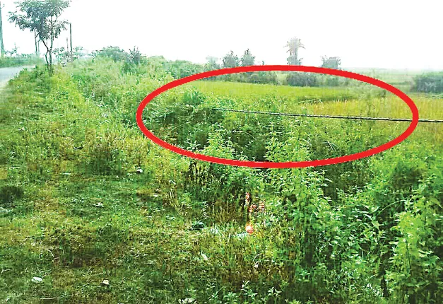 ଧାନ ବିଲରେ ଝୁଲିଛି ଜିଅନ୍ତା ବିଦ୍ୟୁତ୍‌ ତାର