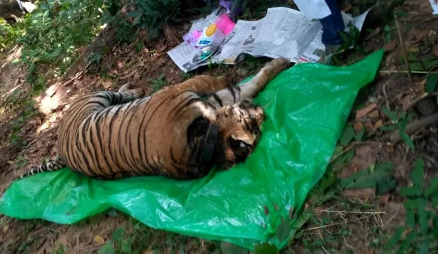 ‘ମହାବୀର’ ଶବ ବ୍ୟବଚ୍ଛେଦ ରିପୋର୍ଟ : ମହାବଳକୁ କୀଟ ଖାଇଗଲେ