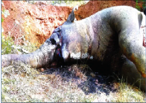 ଦନ୍ତା ମାରି ନେଇଗଲେ ଦାନ୍ତ