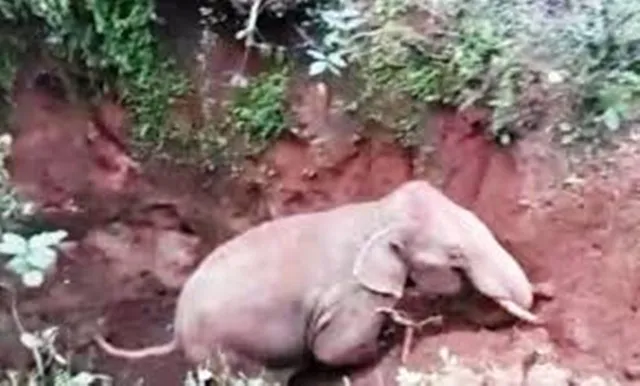 ରେଢ଼ାଖୋଲ : ଖାଦ୍ୟ ସନ୍ଧାନରେ ଆସି ଖାଲରେ ପଡ଼ିଯାଇଥିବା ହାତୀ ଉଦ୍ଧାର